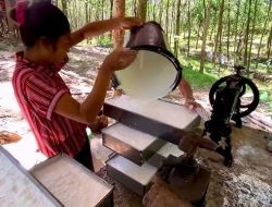 Myanmar Earns 0 Million from Annual Rubber Exports Myanmar Earns 0 Million from Annual Rubber Exports